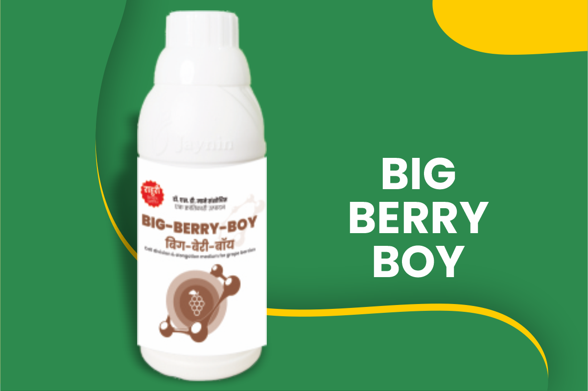 Big-Berry-Boy